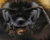 Bombus sp.